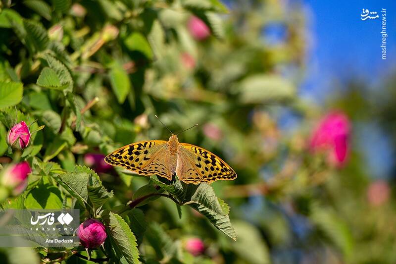 عکس/ برداشت گل محمدی در عنصرود