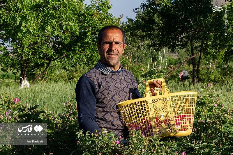 عکس/ برداشت گل محمدی در عنصرود