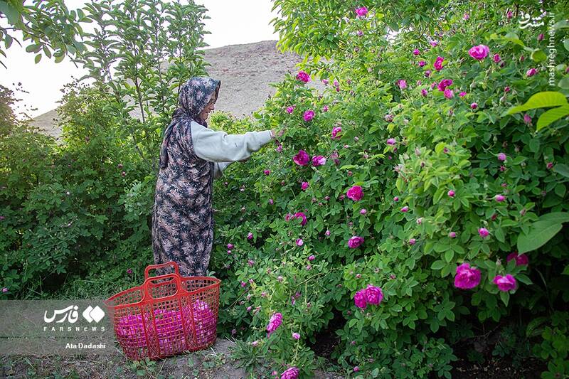 عکس/ برداشت گل محمدی در عنصرود