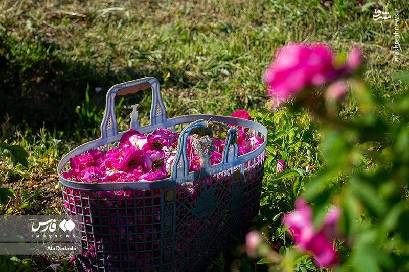 عکس/ برداشت گل محمدی در عنصرود