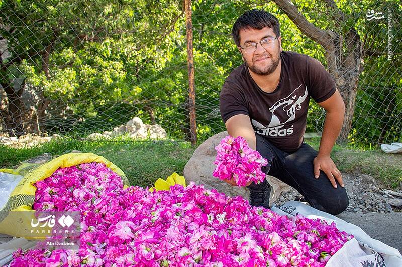 عکس/ برداشت گل محمدی در عنصرود