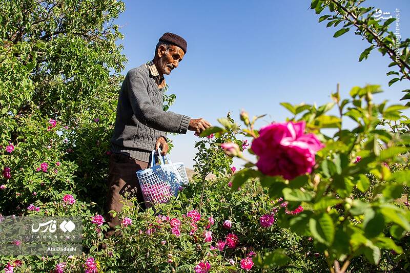 عکس/ برداشت گل محمدی در عنصرود
