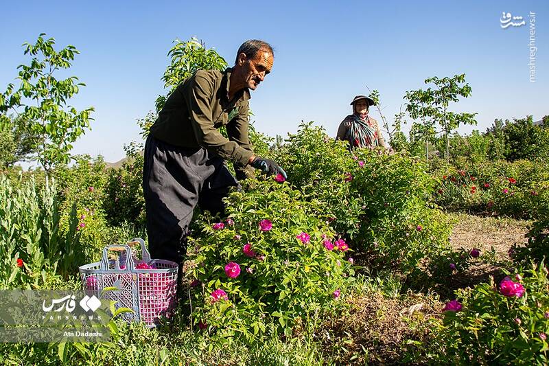 عکس/ برداشت گل محمدی در عنصرود