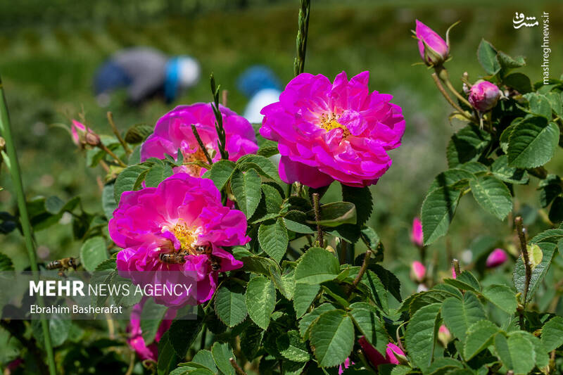 عکس/ برداشت گل محمدی در شهرستان اشنویه