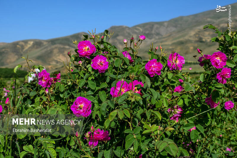 عکس/ برداشت گل محمدی در شهرستان اشنویه