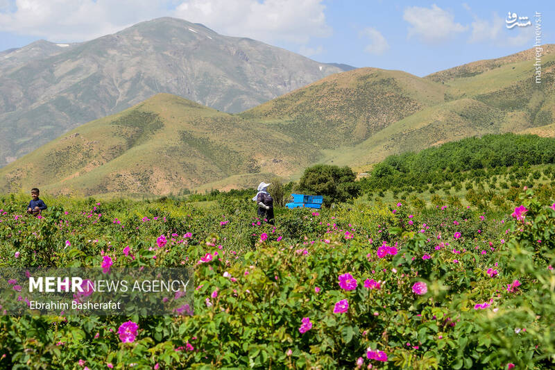 عکس/ برداشت گل محمدی در شهرستان اشنویه