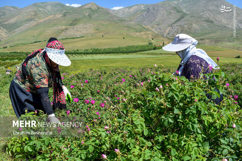 عکس/ برداشت گل محمدی در شهرستان اشنویه