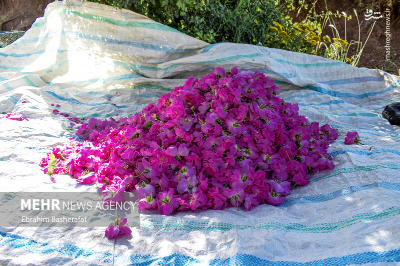 عکس/ برداشت گل محمدی در شهرستان اشنویه