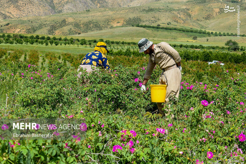 عکس/ برداشت گل محمدی در شهرستان اشنویه