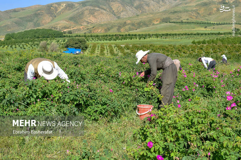 عکس/ برداشت گل محمدی در شهرستان اشنویه