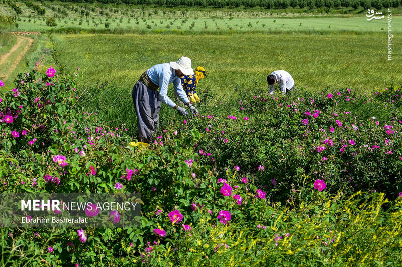 عکس/ برداشت گل محمدی در شهرستان اشنویه
