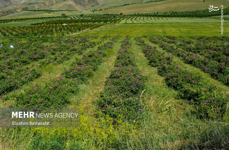 عکس/ برداشت گل محمدی در شهرستان اشنویه