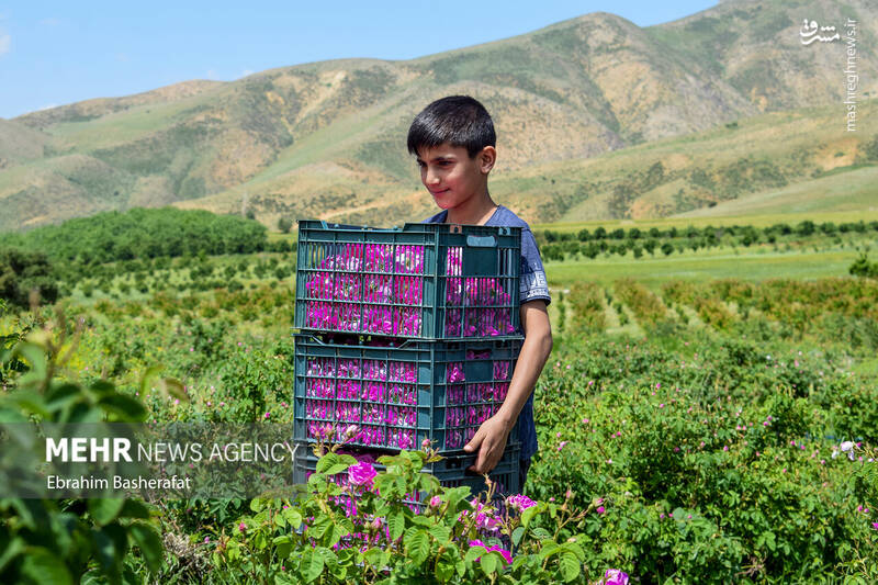 عکس/ برداشت گل محمدی در شهرستان اشنویه