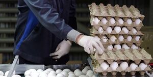 عرضه تخممرغ در بازار پایینتر از نرخ مصوب