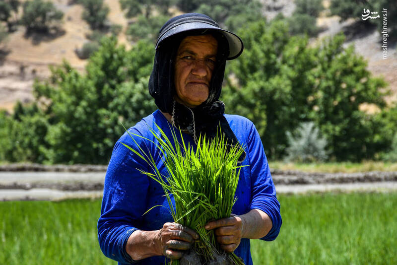 عکس/ نشاء برنج در شالیزارهای کهگیلویه و بویراحمد