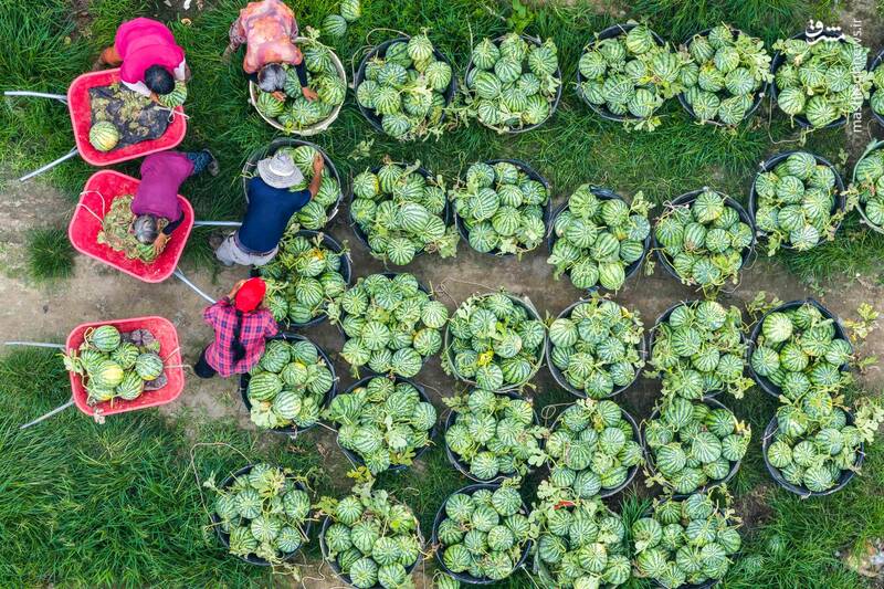 تصویری هوایی از برداشت هندوانه از مزارع تایژو _ چین