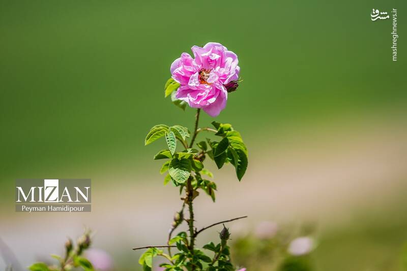 عکس/ برداشت گل محمدی در چهارمحال و بختیاری