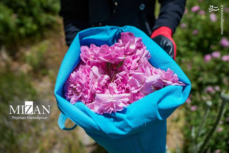 عکس/ برداشت گل محمدی در چهارمحال و بختیاری