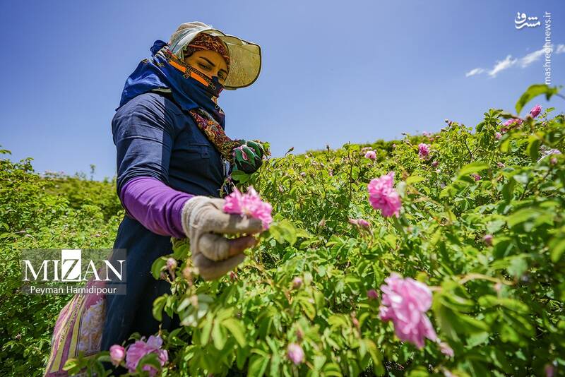 عکس/ برداشت گل محمدی در چهارمحال و بختیاری