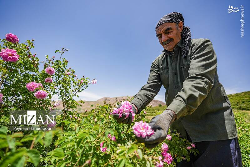 عکس/ برداشت گل محمدی در چهارمحال و بختیاری
