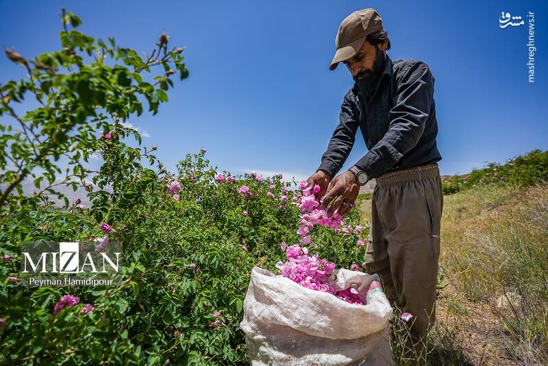 عکس/ برداشت گل محمدی در چهارمحال و بختیاری