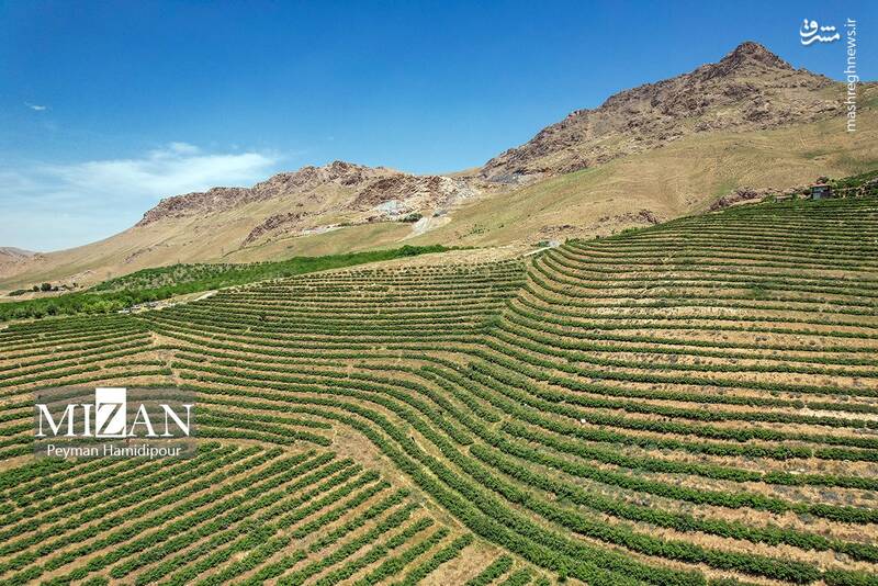 عکس/ برداشت گل محمدی در چهارمحال و بختیاری