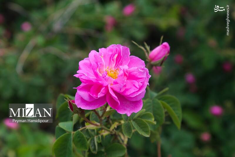 عکس/ برداشت گل محمدی در چهارمحال و بختیاری