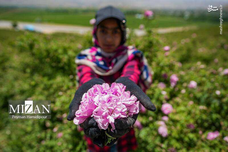 عکس/ برداشت گل محمدی در چهارمحال و بختیاری