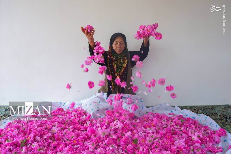 عکس/ برداشت گل محمدی در چهارمحال و بختیاری