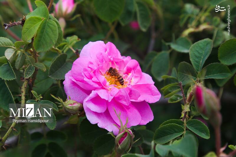 عکس/ برداشت گل محمدی در چهارمحال و بختیاری