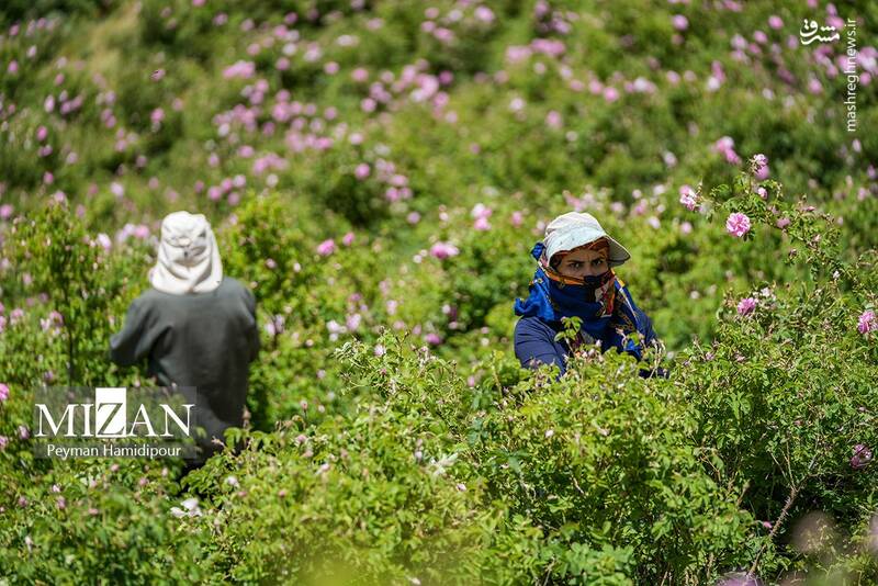 عکس/ برداشت گل محمدی در چهارمحال و بختیاری