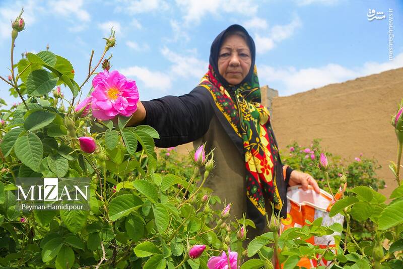 عکس/ برداشت گل محمدی در چهارمحال و بختیاری