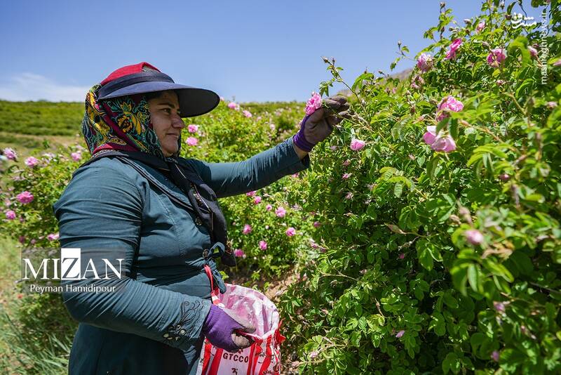 عکس/ برداشت گل محمدی در چهارمحال و بختیاری