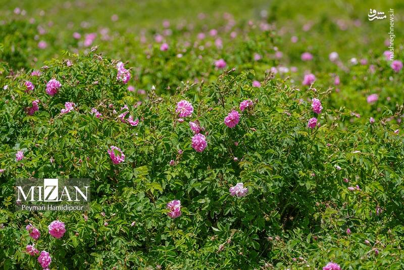 عکس/ برداشت گل محمدی در چهارمحال و بختیاری