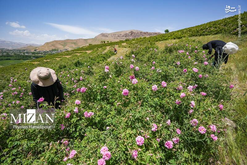 عکس/ برداشت گل محمدی در چهارمحال و بختیاری