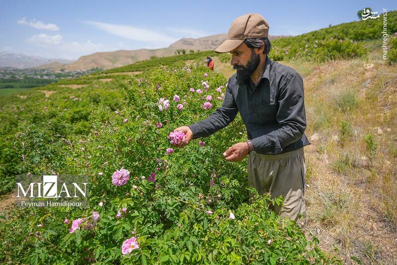 عکس/ برداشت گل محمدی در چهارمحال و بختیاری