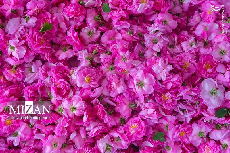 عکس/ برداشت گل محمدی در چهارمحال و بختیاری