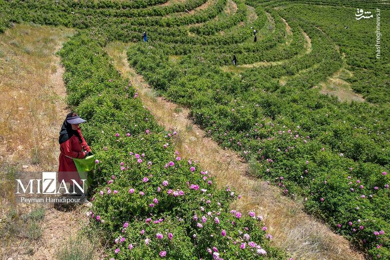عکس/ برداشت گل محمدی در چهارمحال و بختیاری