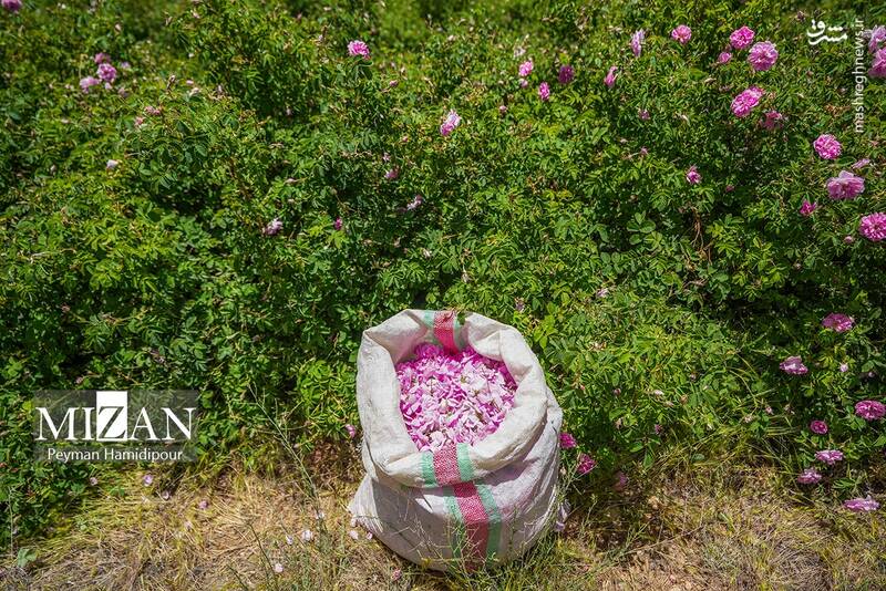 عکس/ برداشت گل محمدی در چهارمحال و بختیاری