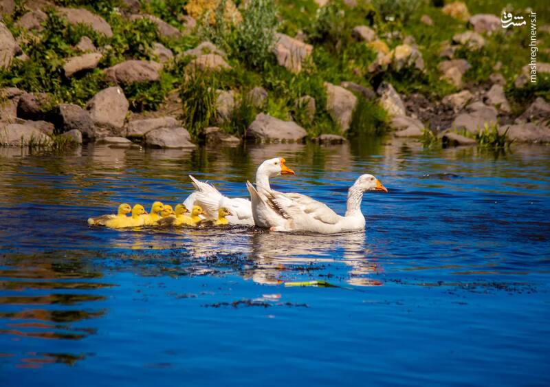 دوغاز با جوجه هایشان در دریاچه ای در اردهان _ ترکیه
