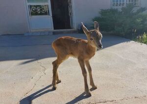 نُت فالش جهانگیری در سمفونی کارگزاران / جامعه ضد مشارکت؛ نخستین تحفه "ملکه تحریم" برای جبهه اصلاحات 4