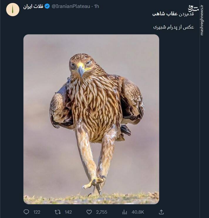 تصویری از قدمزدن عقاب شاهی