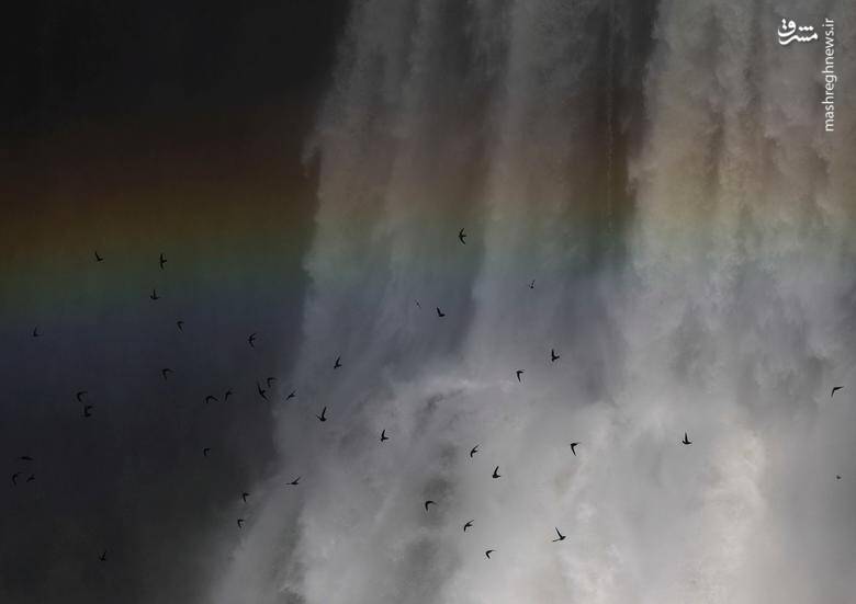 پرواز پرندگان در زیر آبشارهای ایگوازو _ برزیل