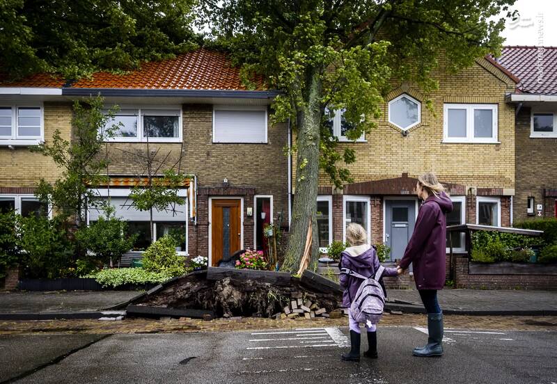 کنده شدن یک درخت از ریشه پس از وقوع طوفان در هارلم _ هلند