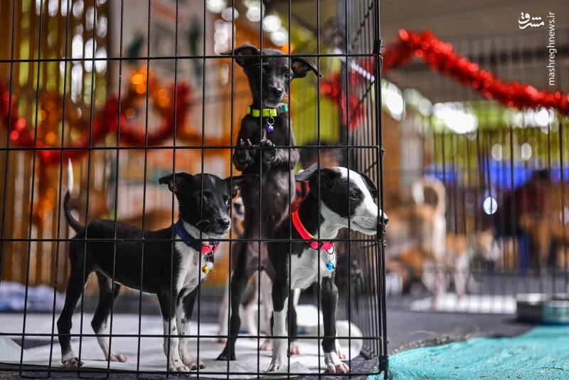 سه توله سگ در یک قفس در چنای _ هند