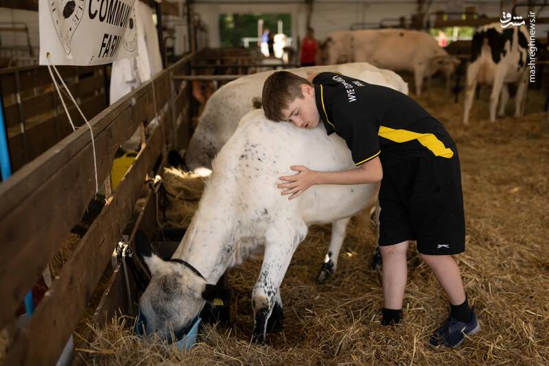 یک کشاورز جوان در نمایشگاه کنت یک گاو را در آغوش می‌گیرد./ میدستون _ انگلستان