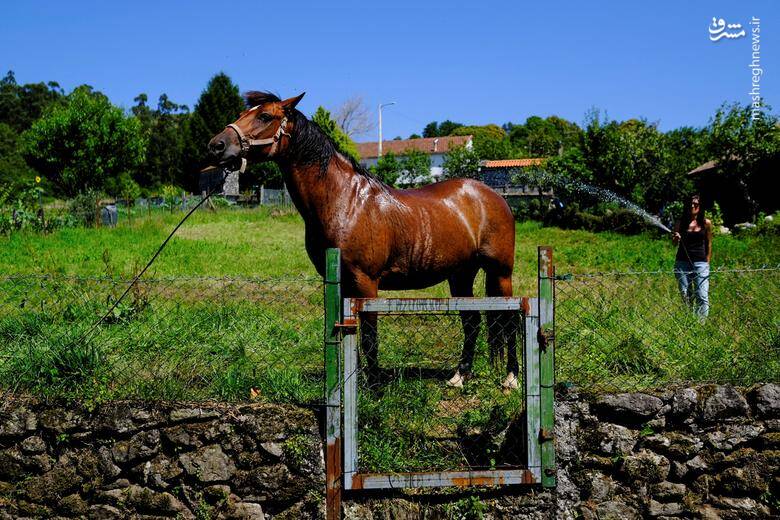 حمام کردن اسب در آب و هوای گرم پونتودرا _ اسپانیا