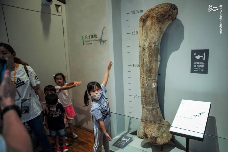 ژست یک دختربچه در کنار استخوان فسیل دایناسور در موزه ملی تایوان