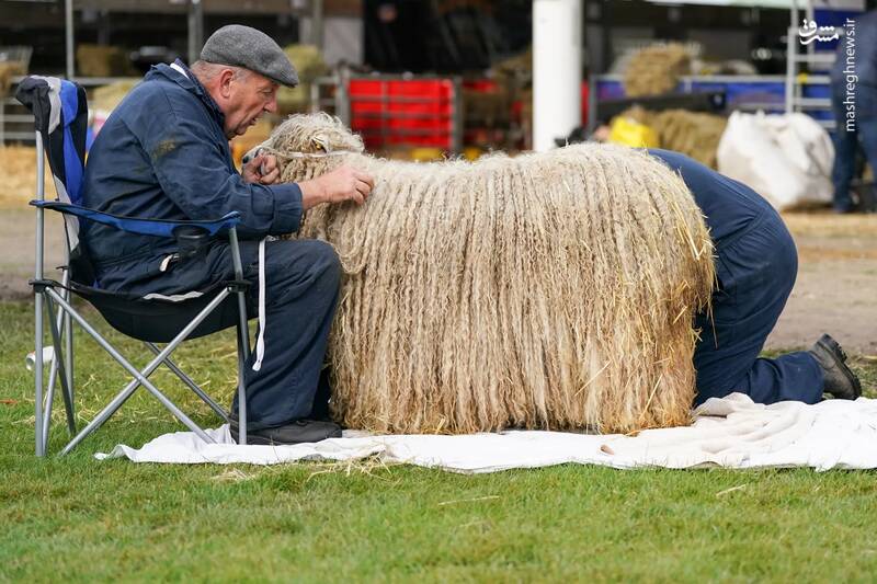 مردی برای شرکت در یک نمایشگاه کشاورزی از پشم گوسفندان کاه می چیند./ هاروگیت _ انگلستان