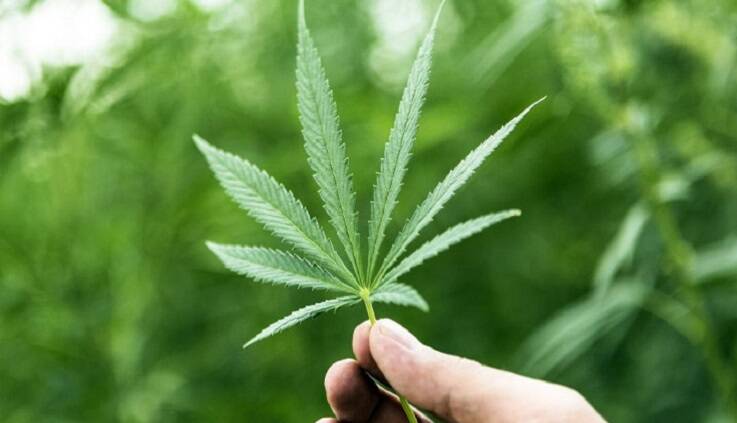 گیاهی که جان میلیونها نفر را گرفته است!